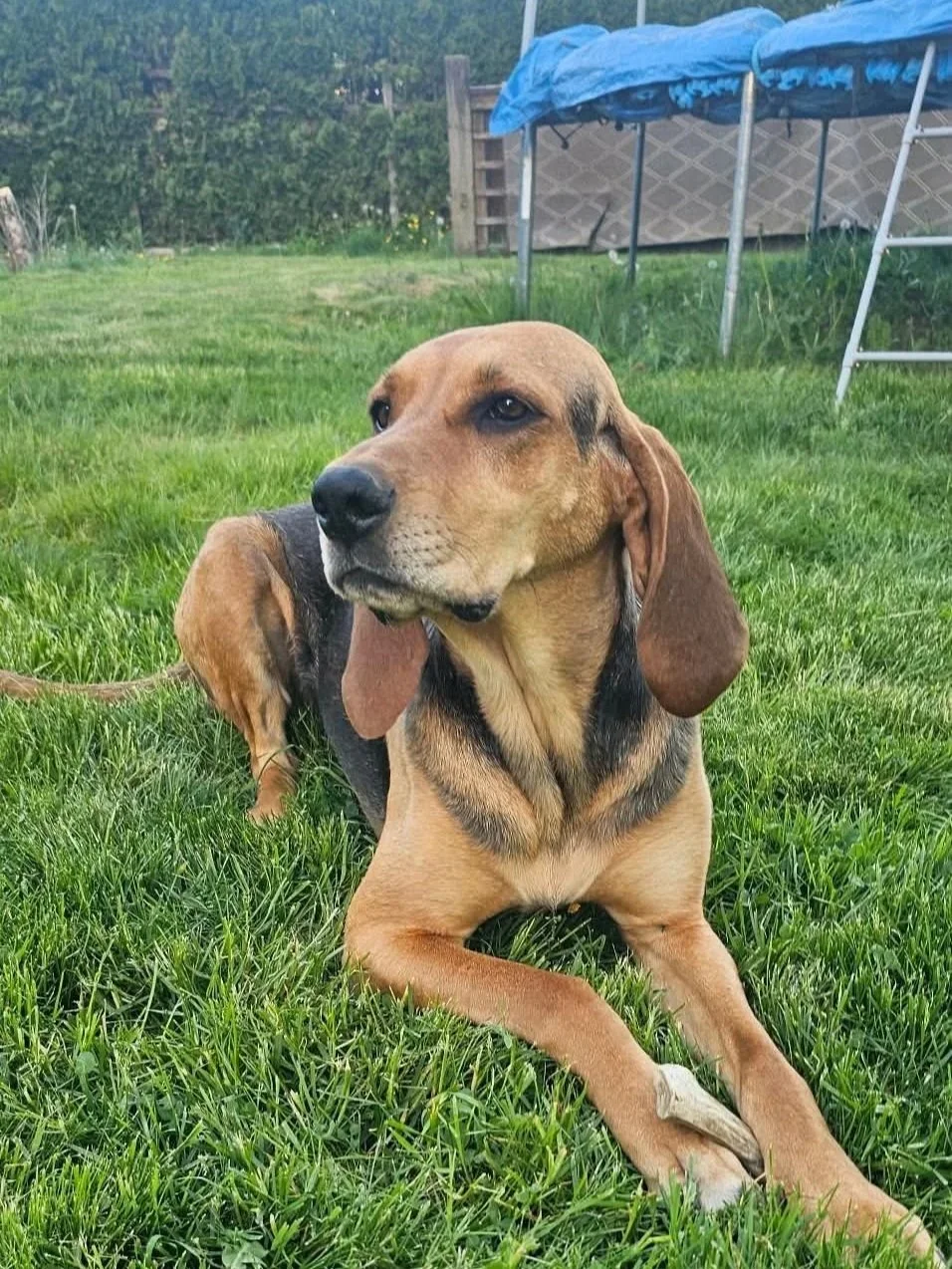Hazel
