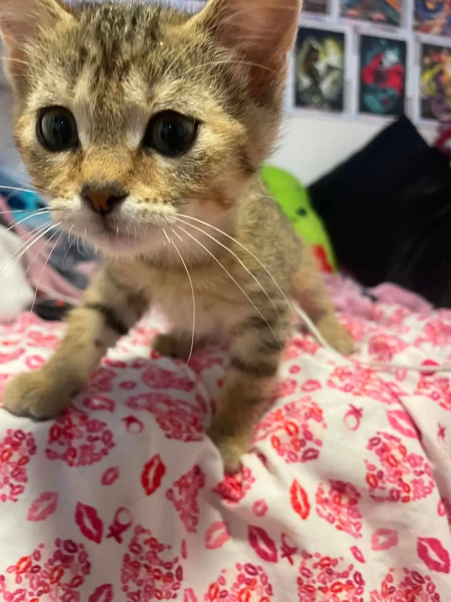 Ringo