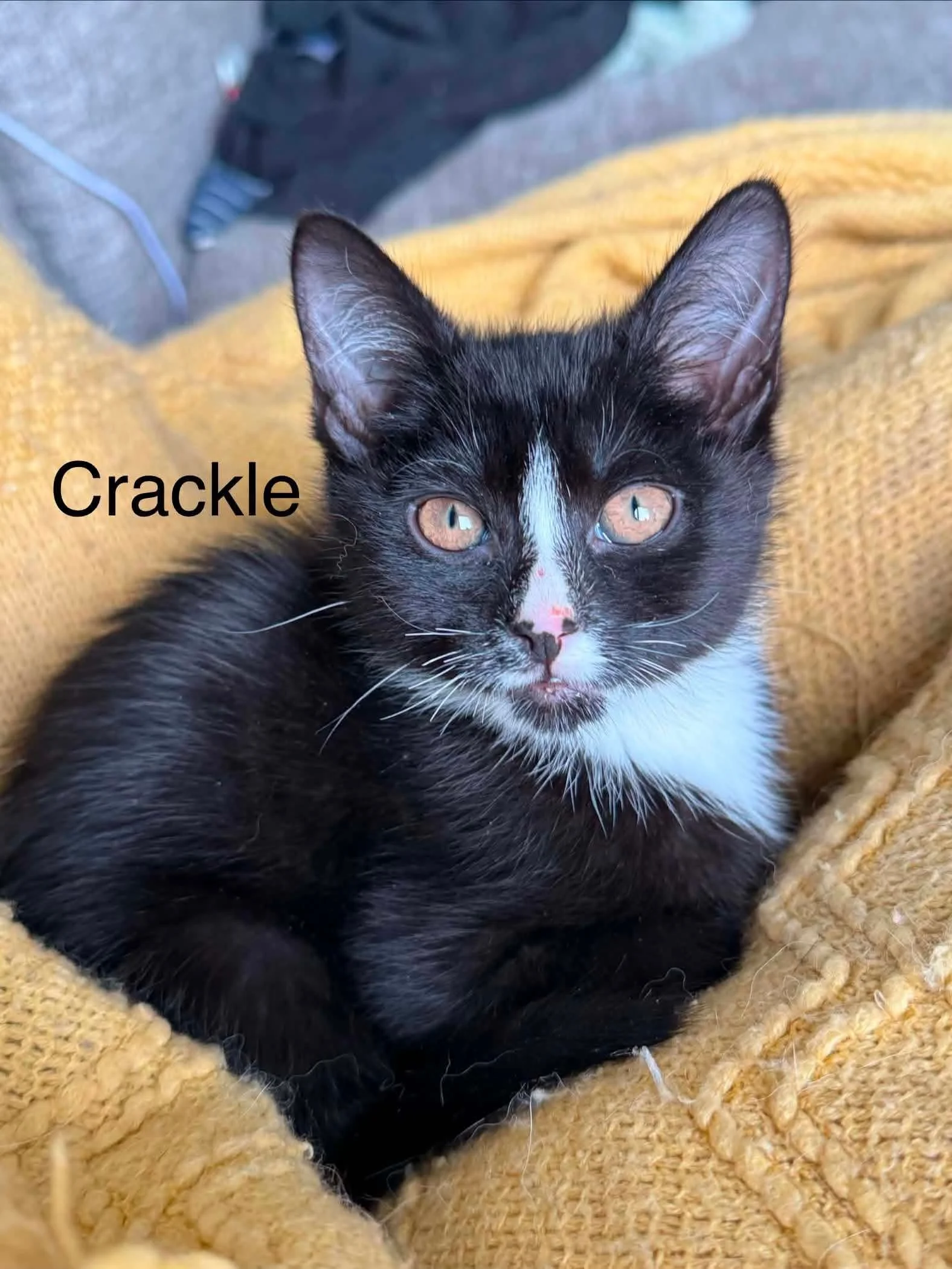 Crackle