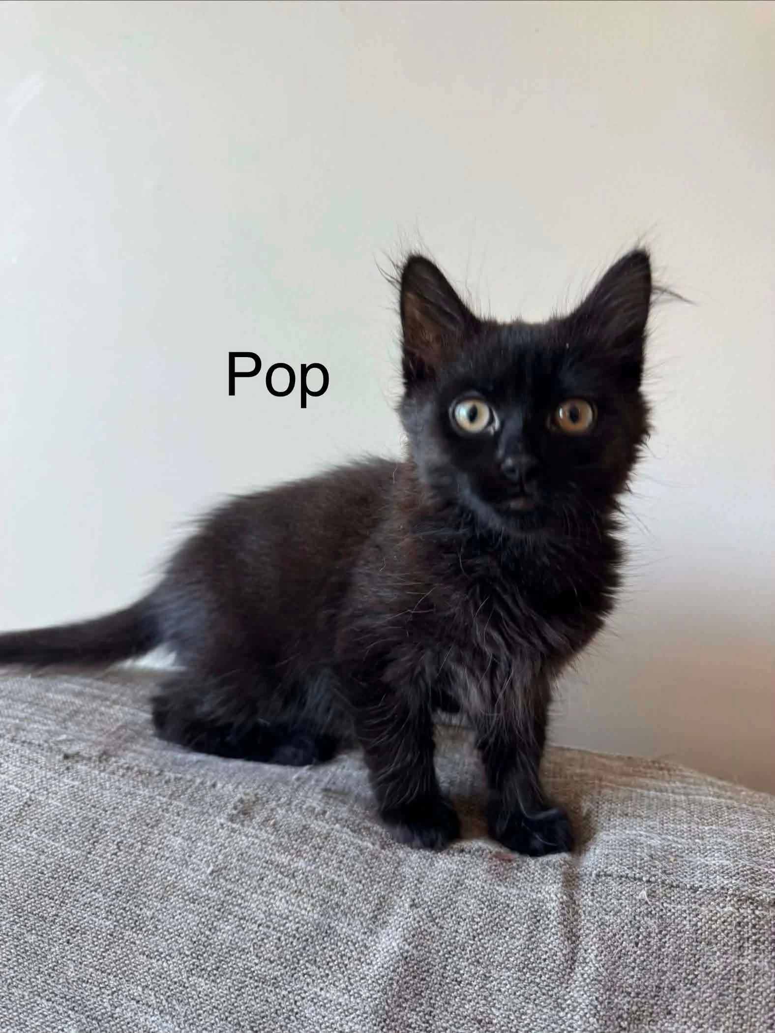 Pop
