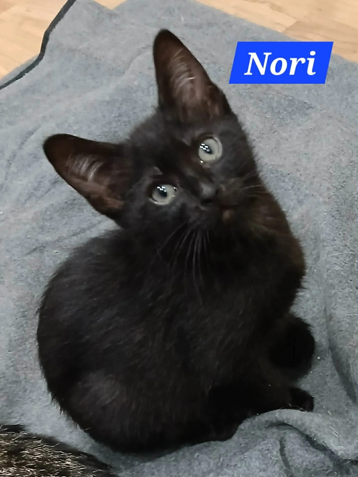 Nori