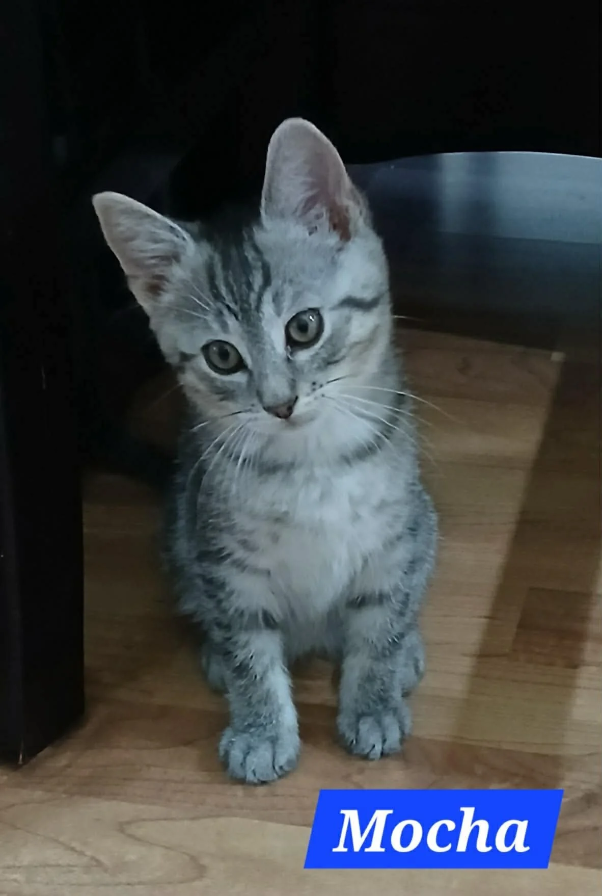 Mocha