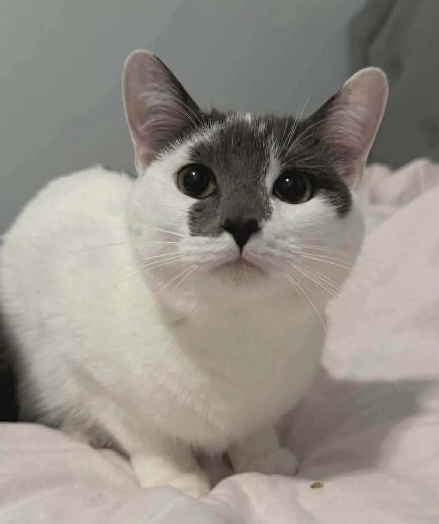 Zuzu