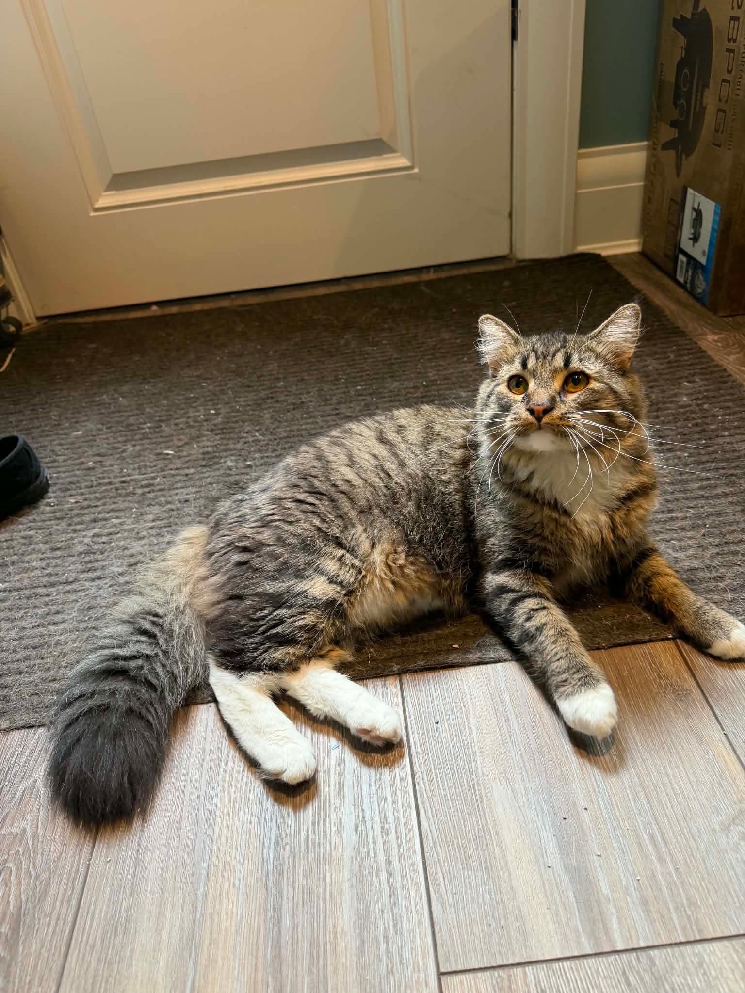Felix