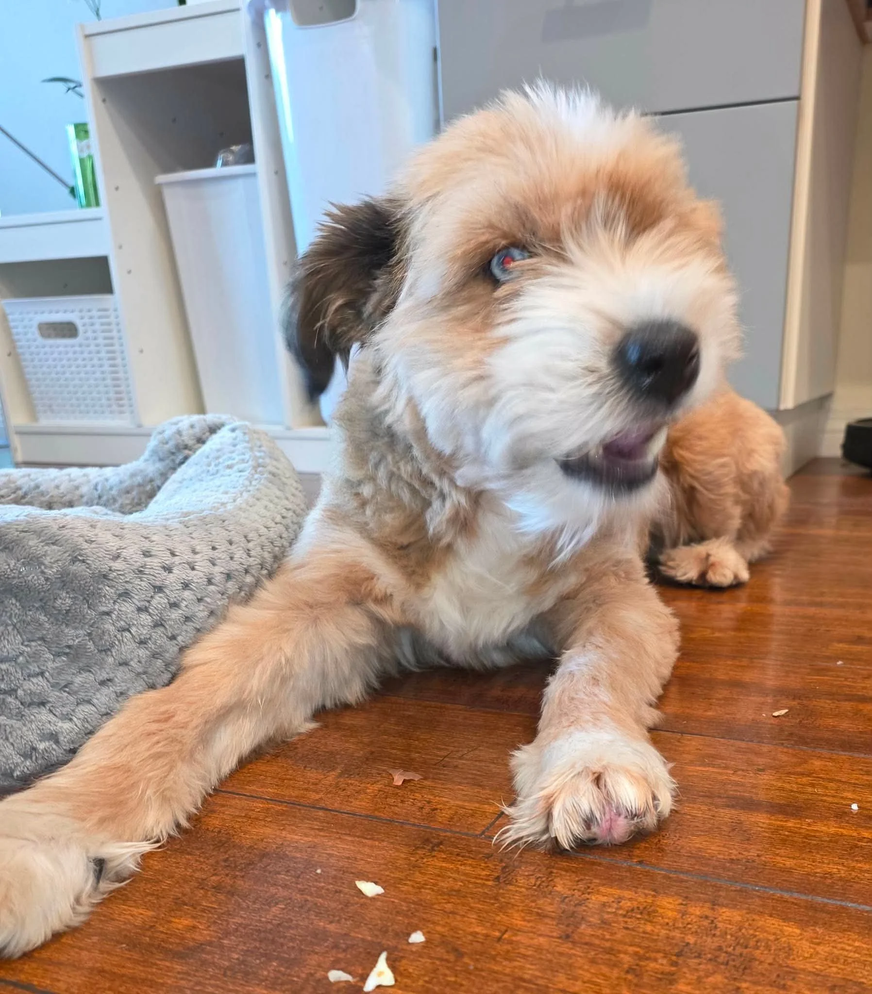 Bailey