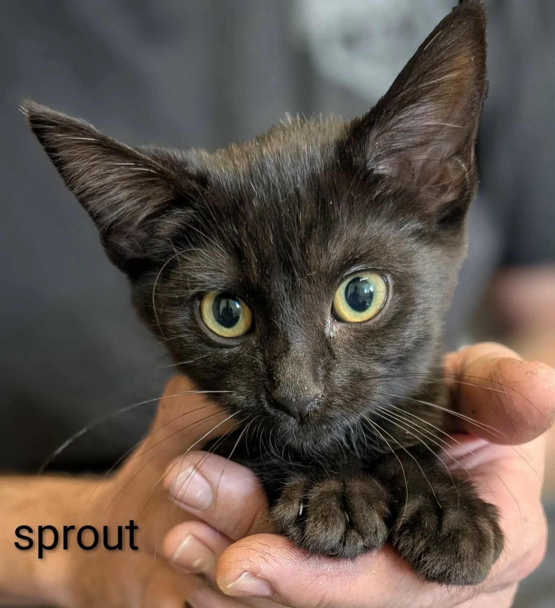 Sprout