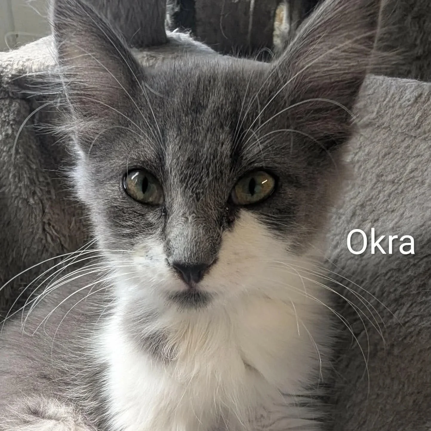 Okra