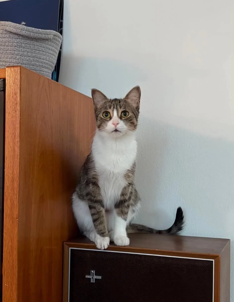Hazel