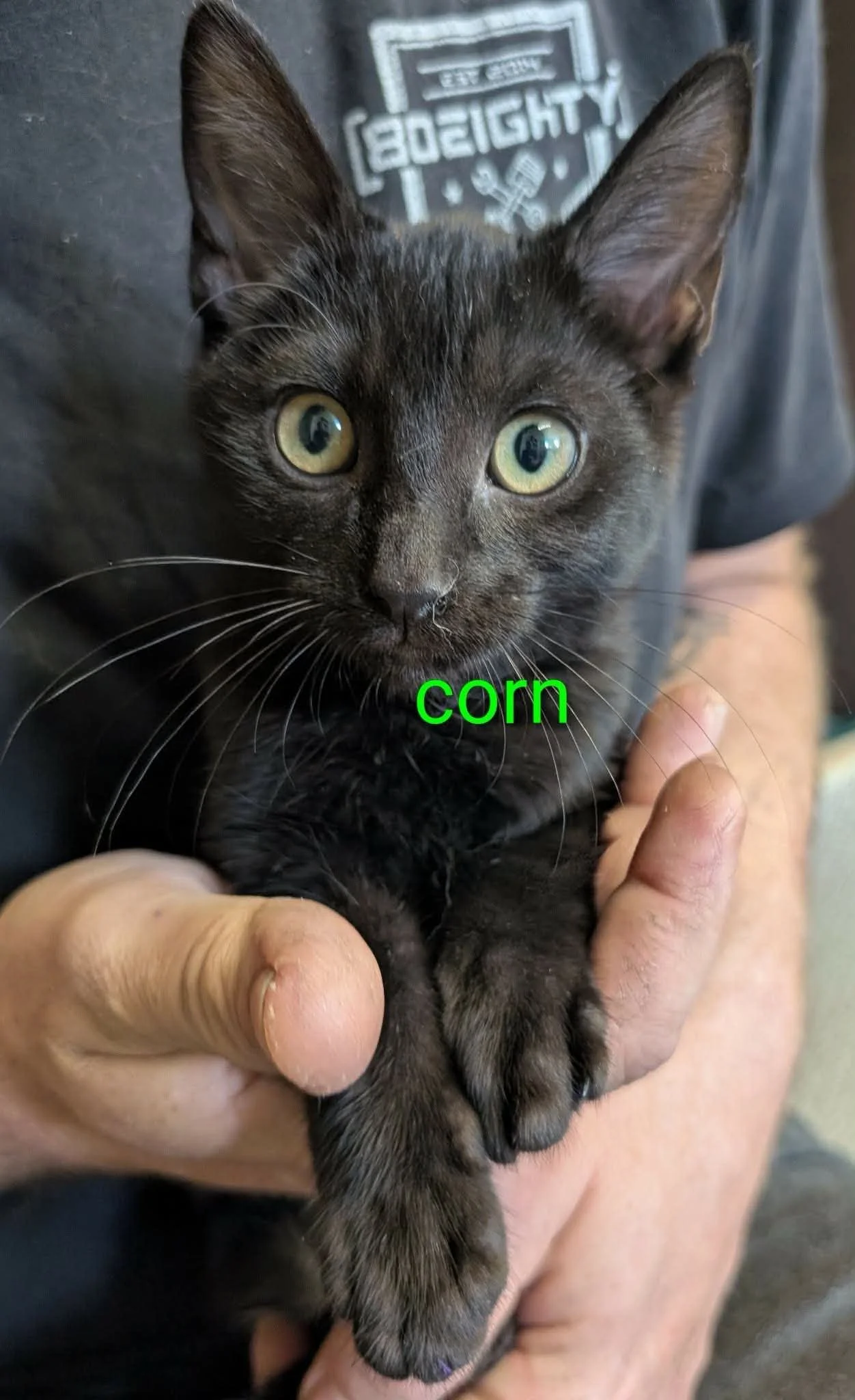 Corn