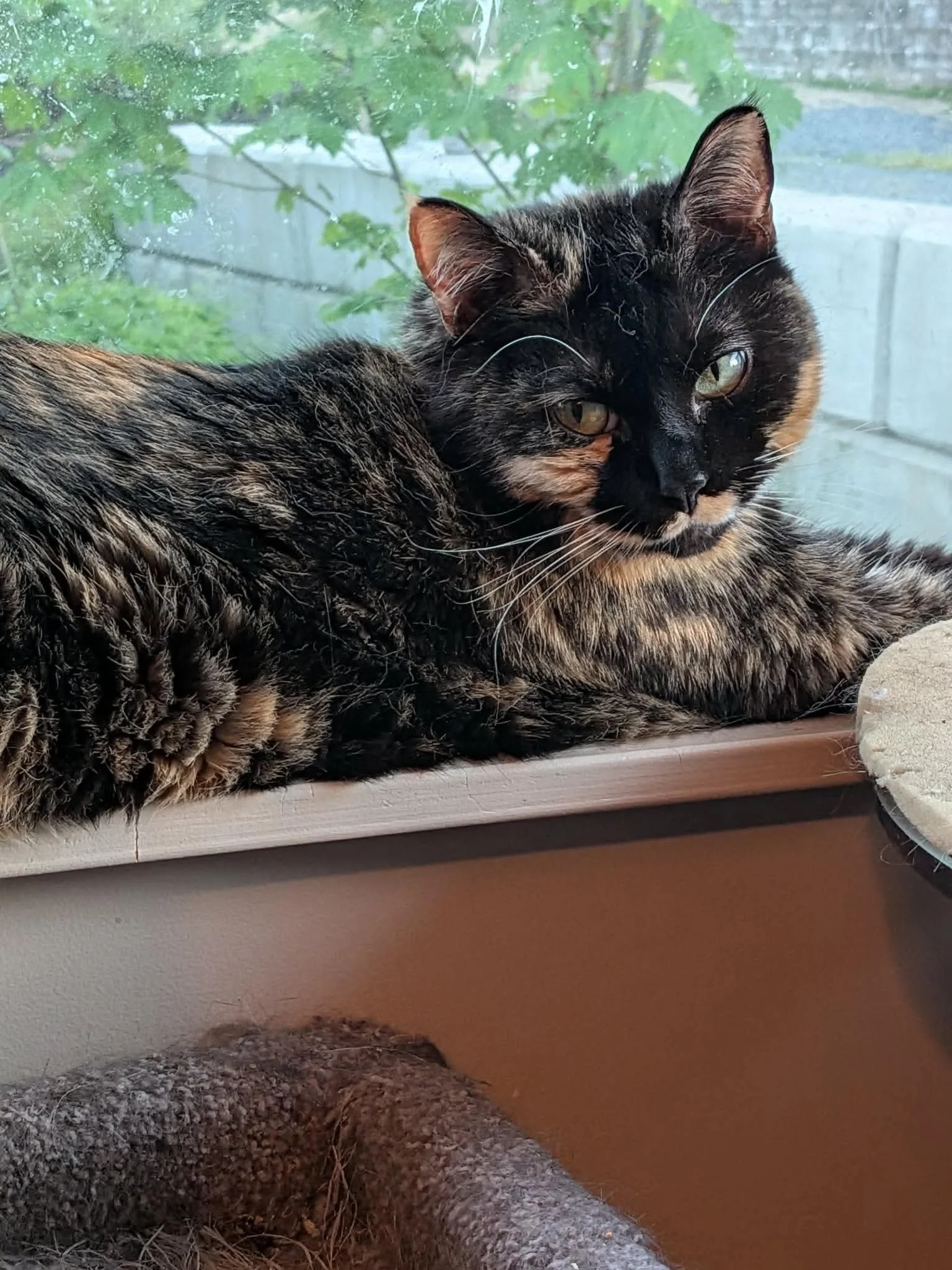Stella 