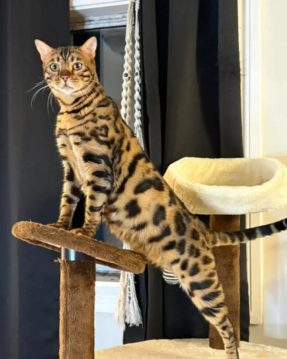 Bowie