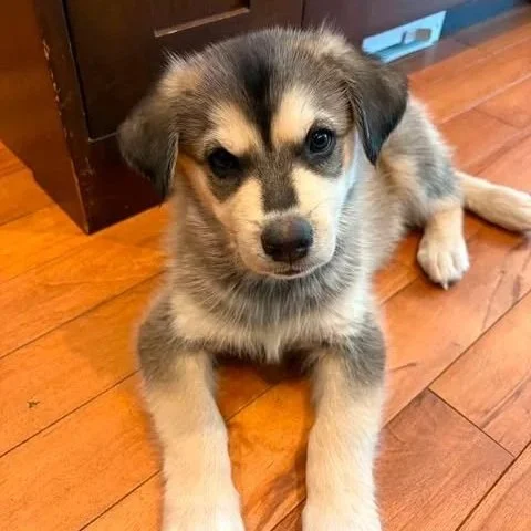 Bandit
