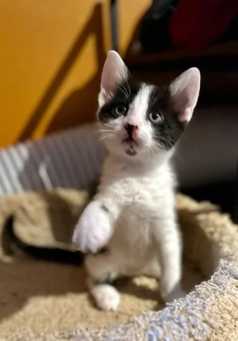 bella3.jpg