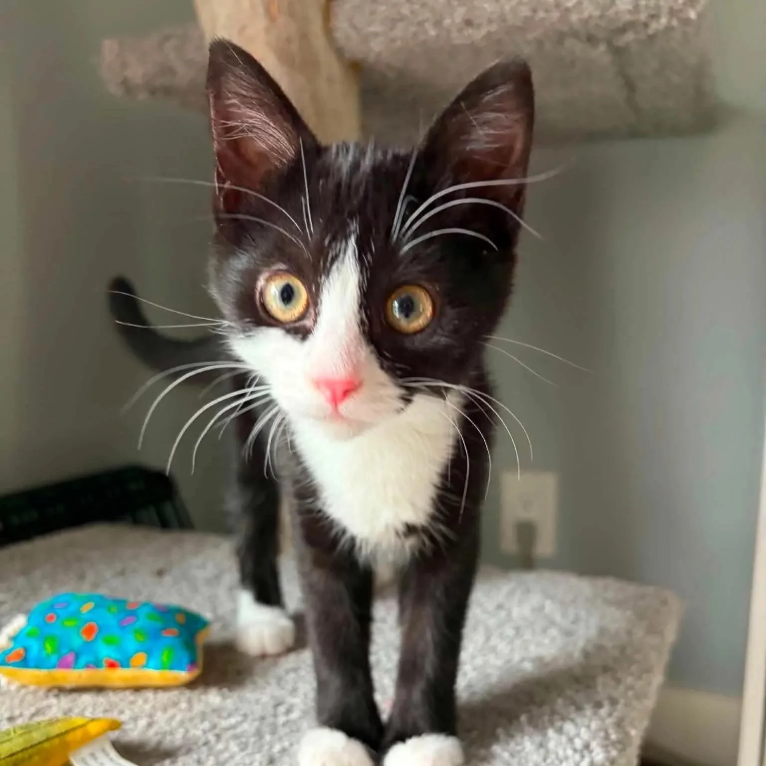 Lyra