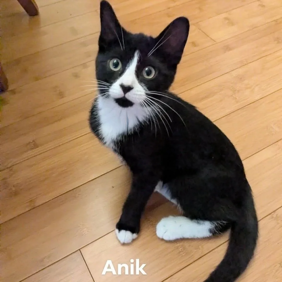 Anik