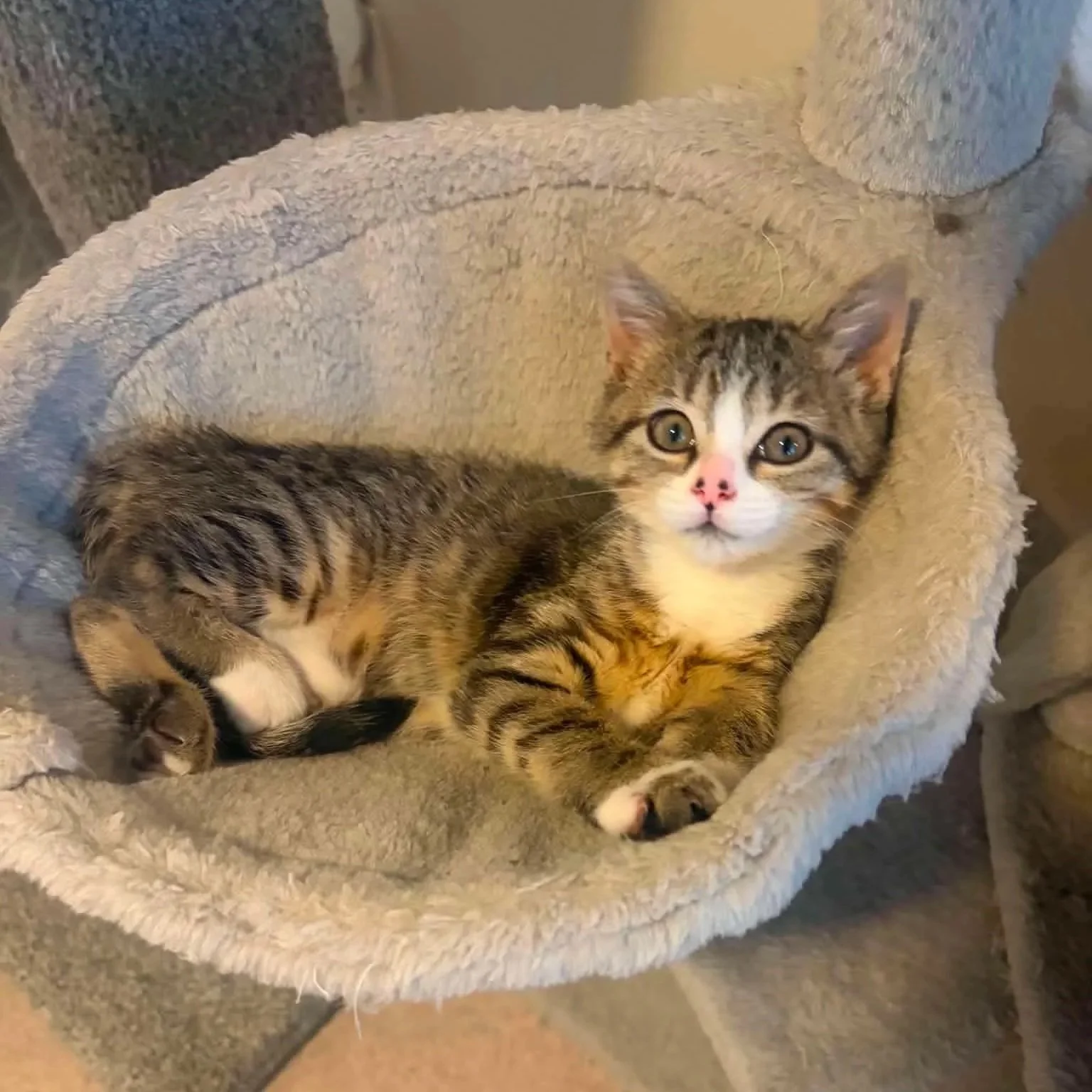 Navi