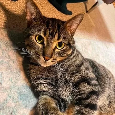 Pepper
