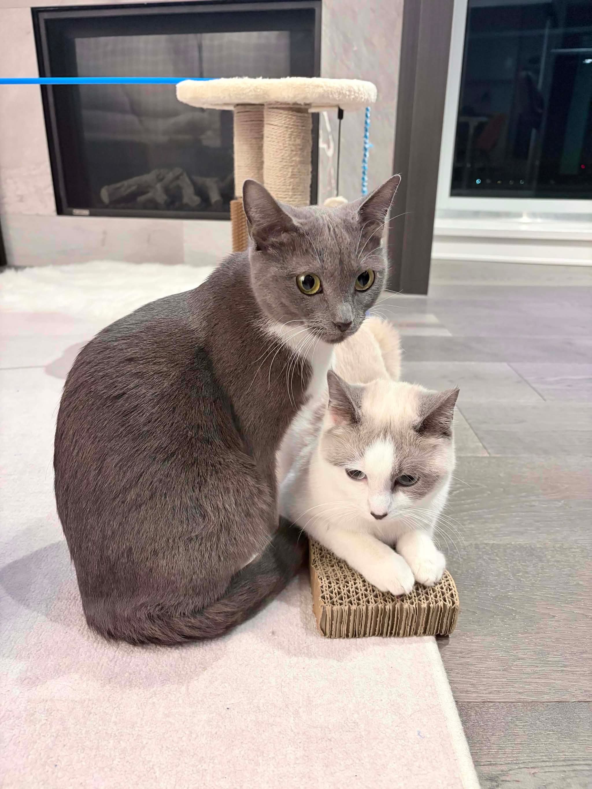 Cleopatra & Isabella