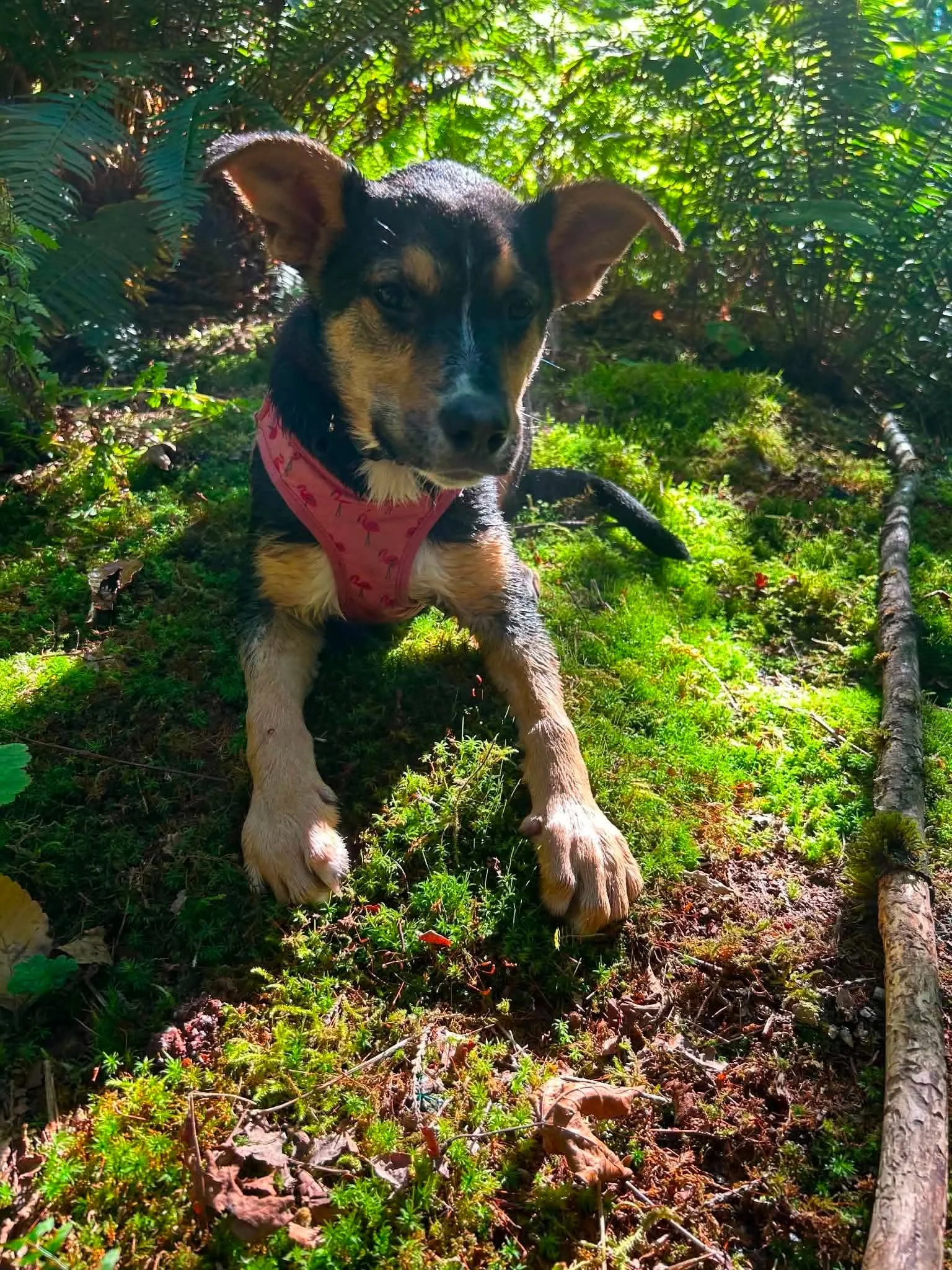 Penelope