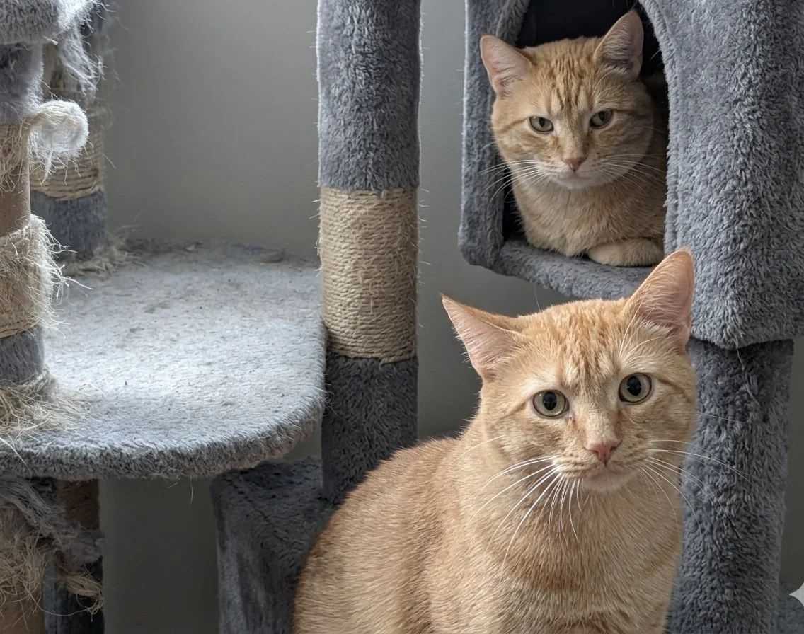 Simba & Marm