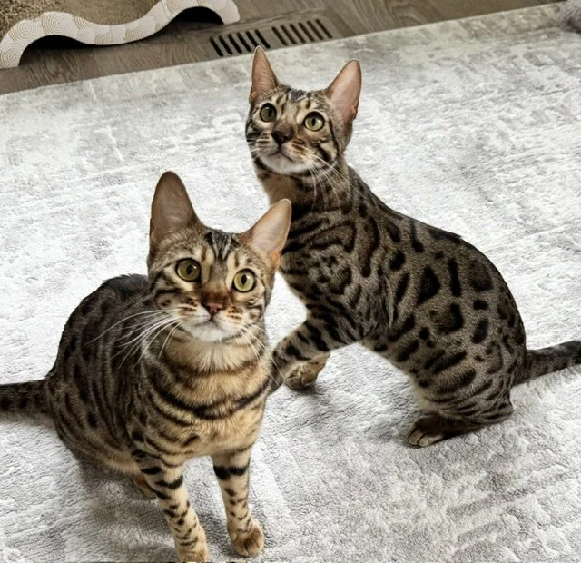 Honey & Ember