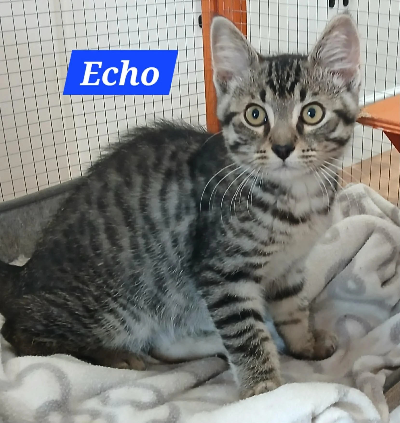 Echo