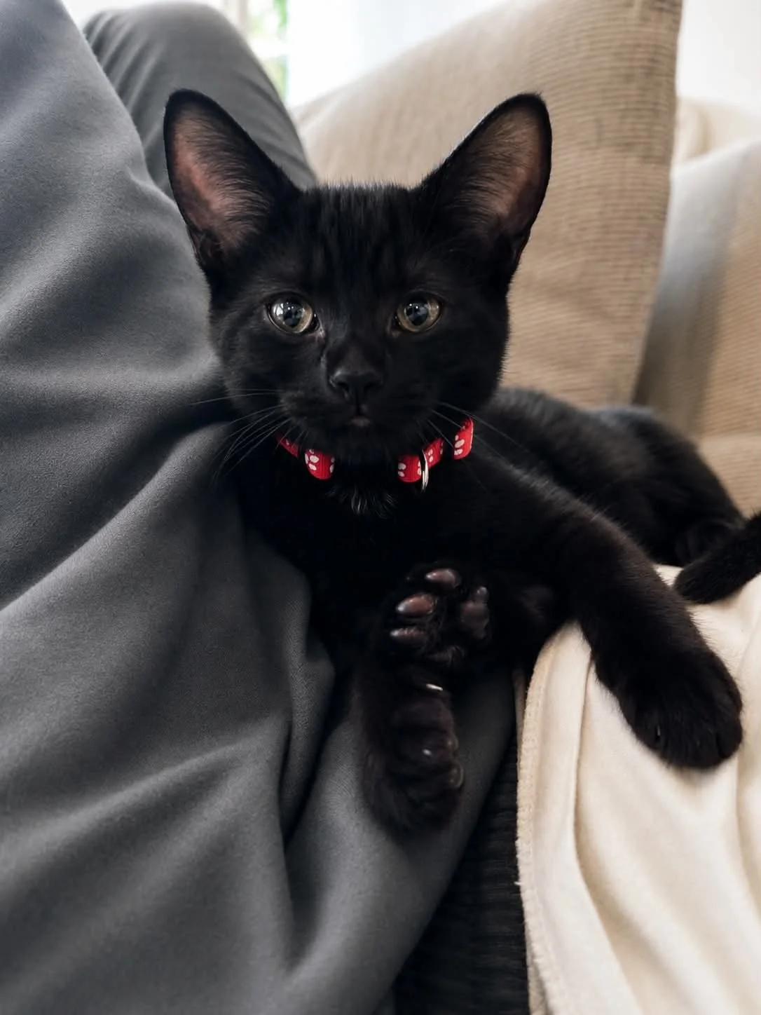 Miso
