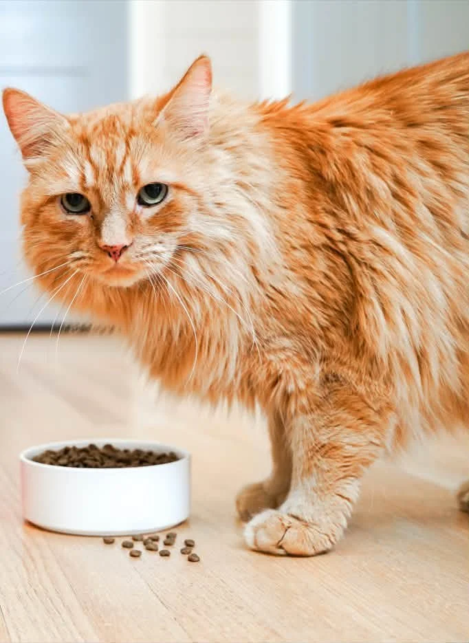 Archie
