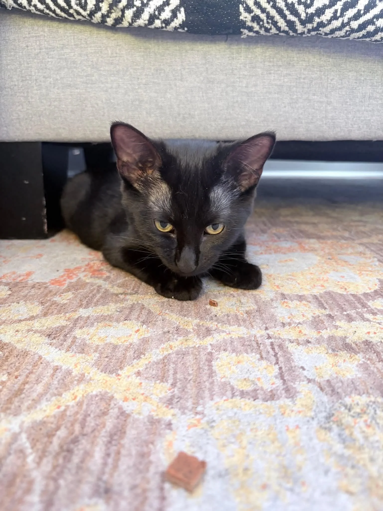Bellatrix