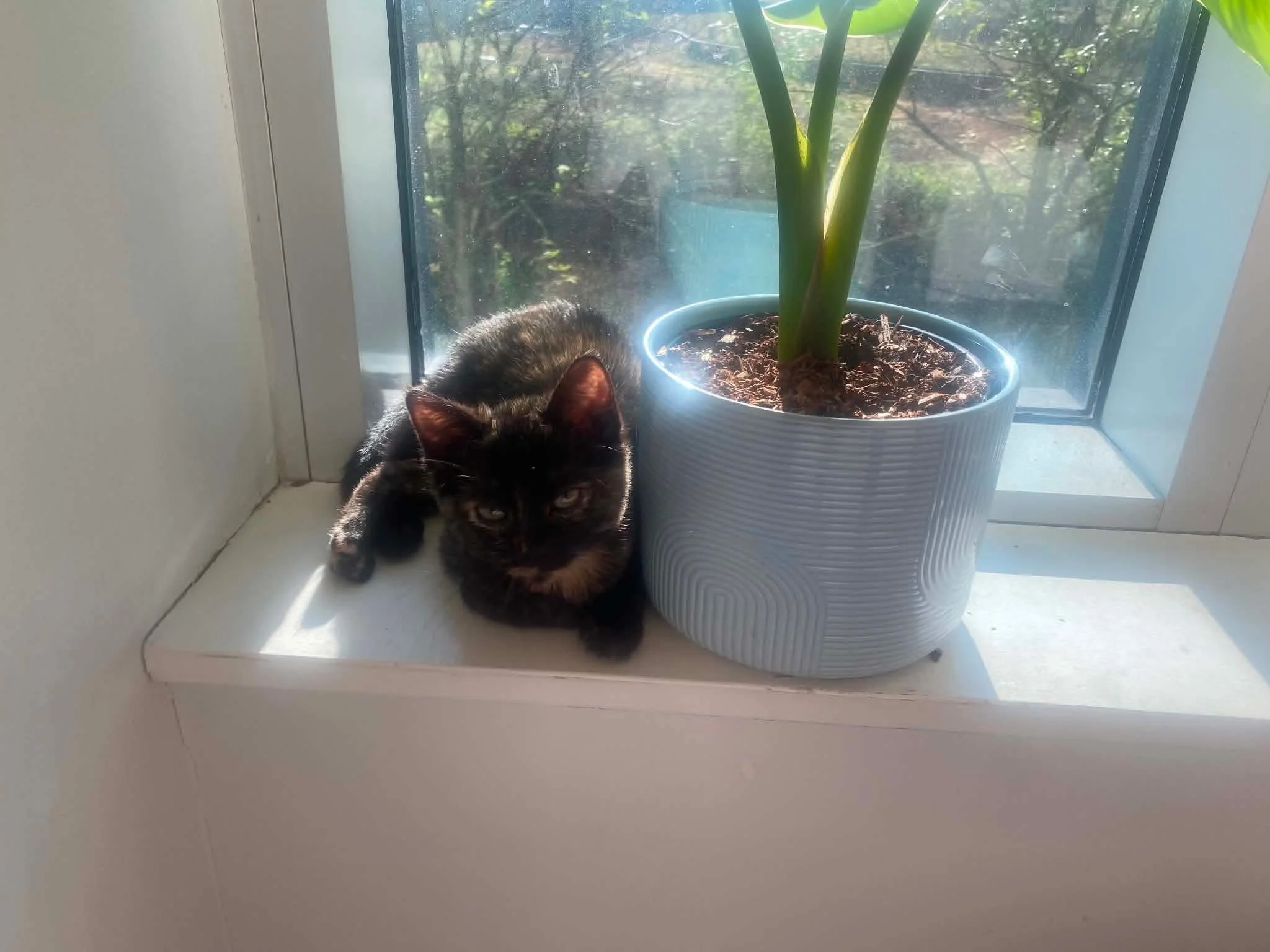 Maggie