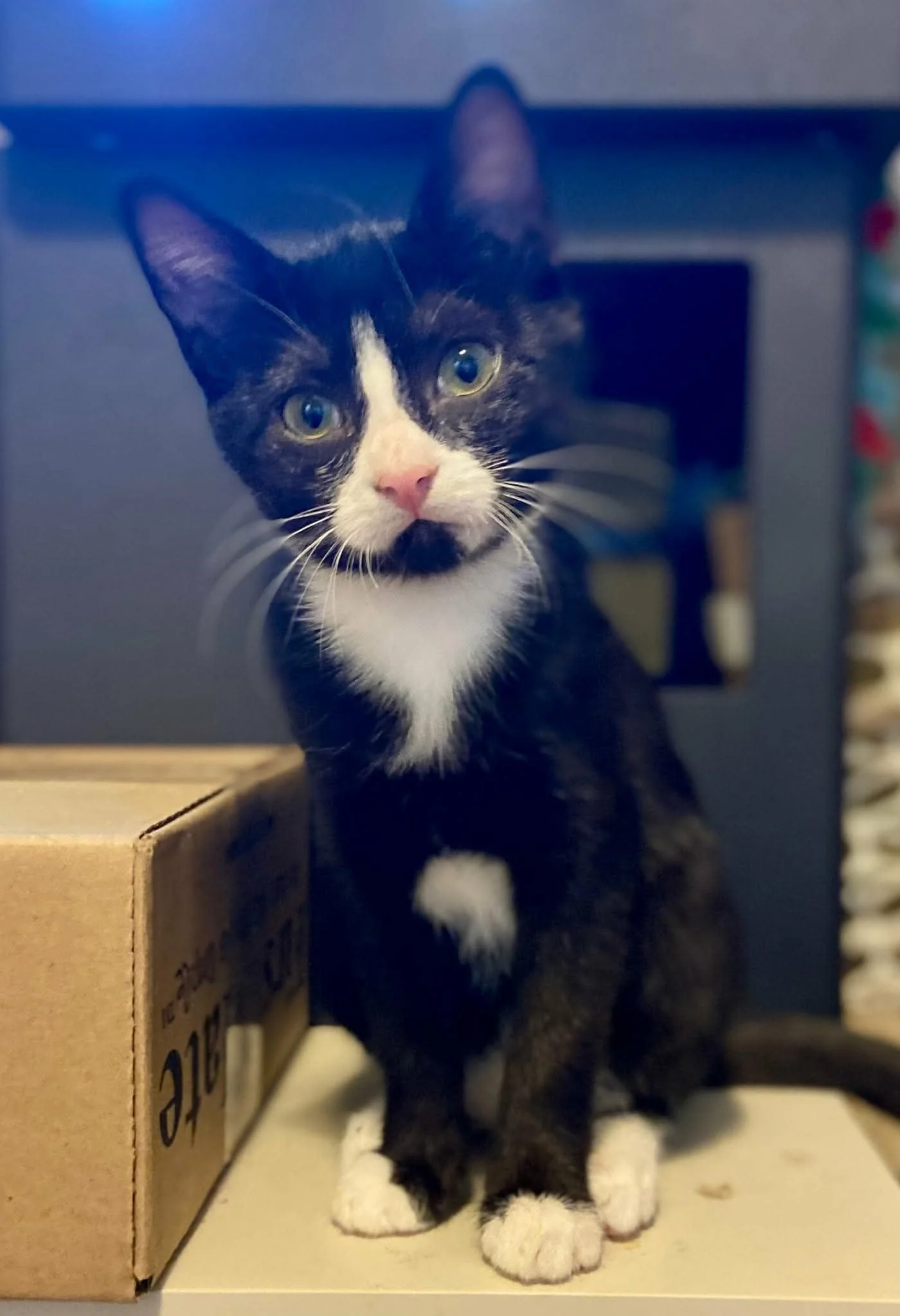 Ella 
