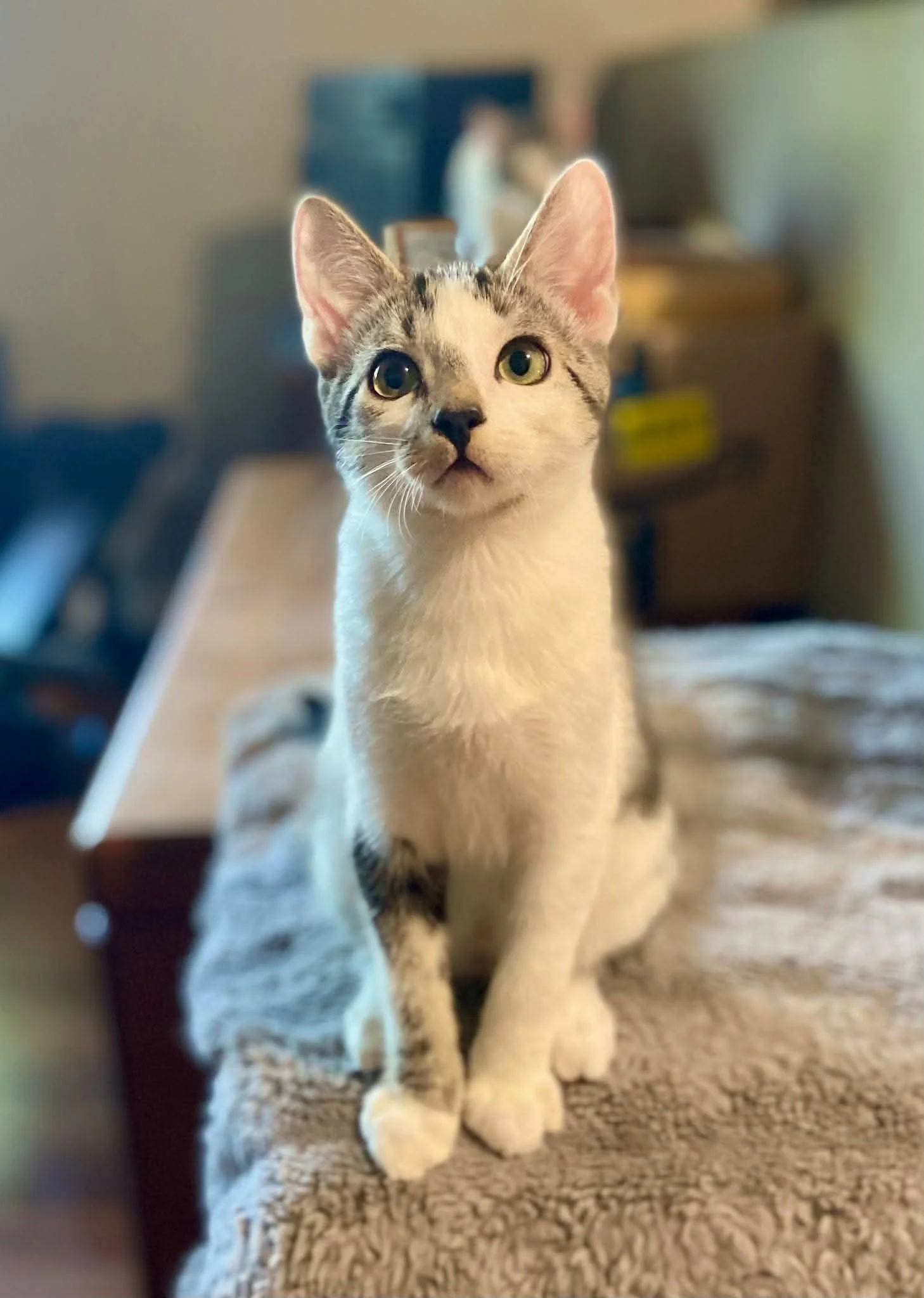 Franklin
