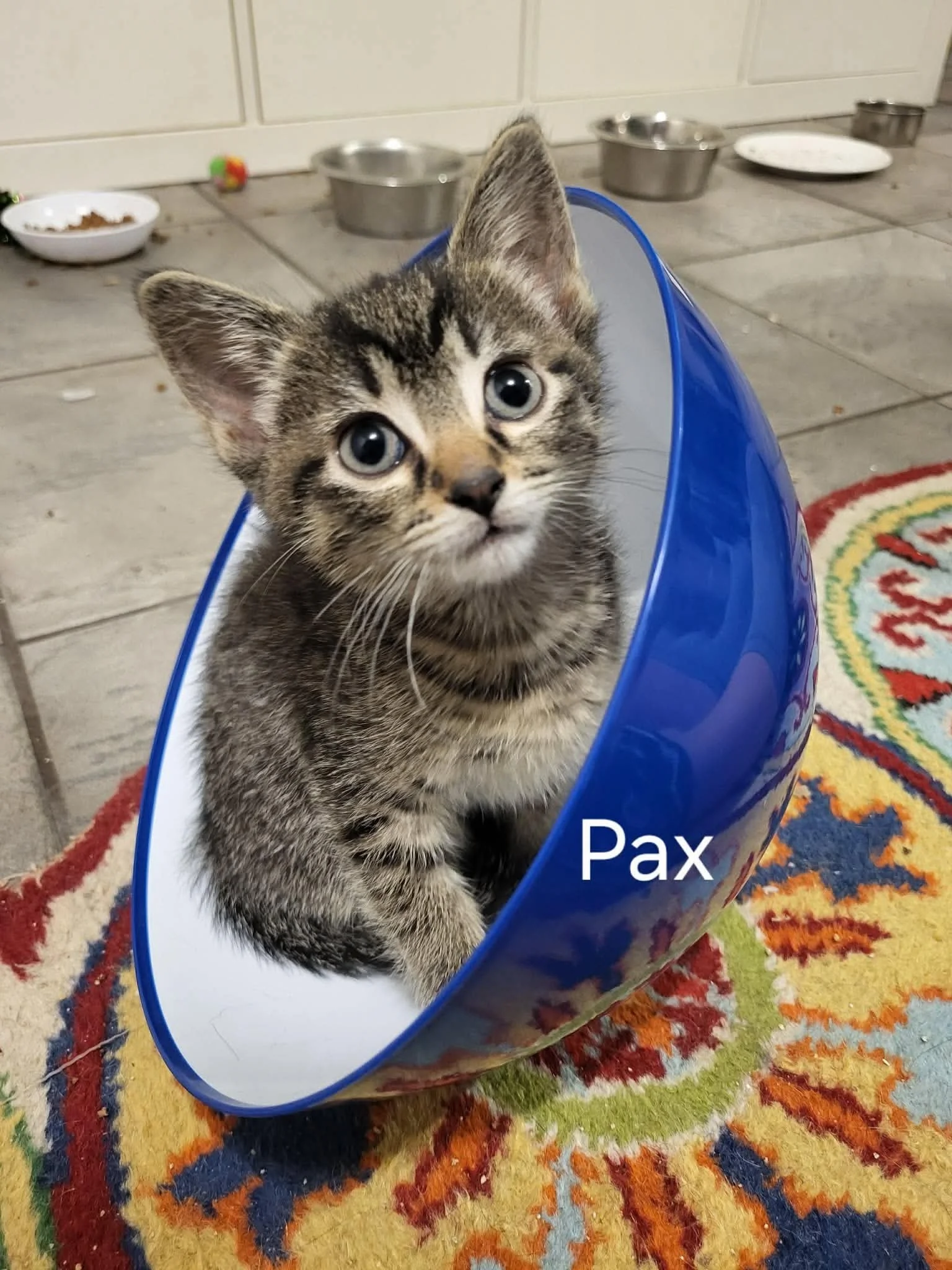 Pax