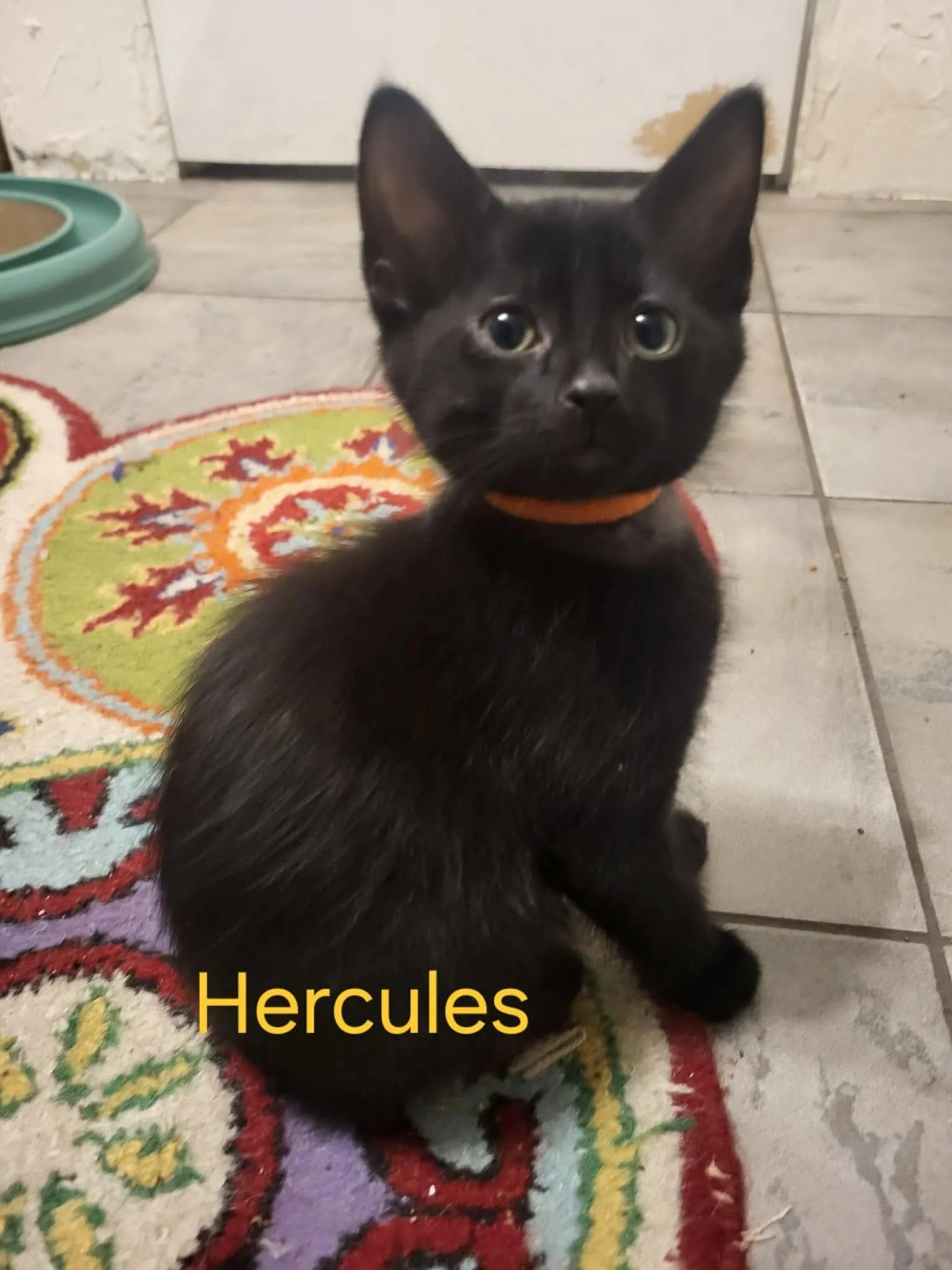 Hercules