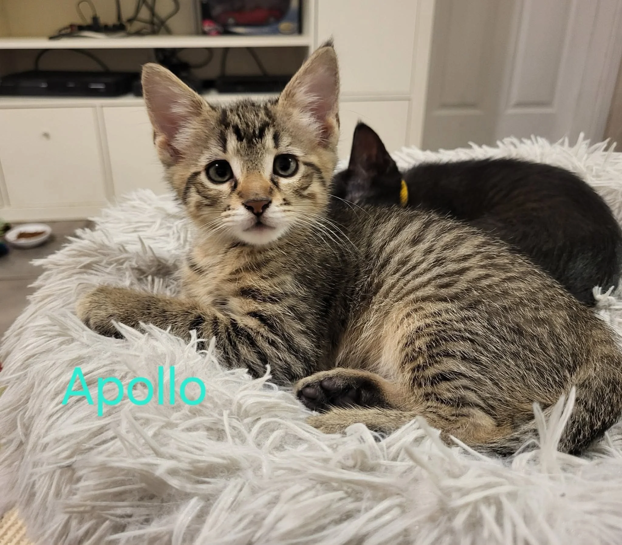Apollo