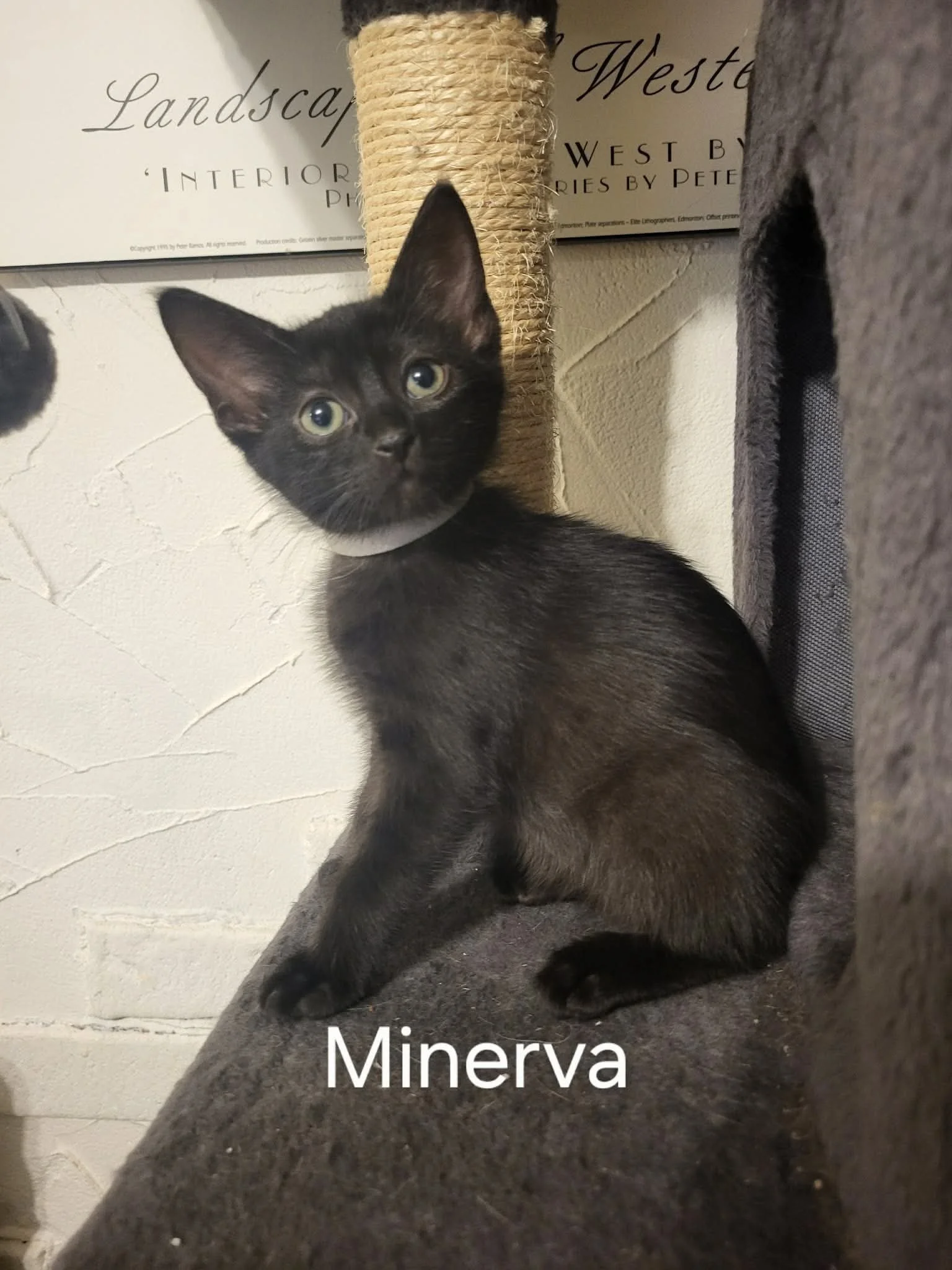 Minerva