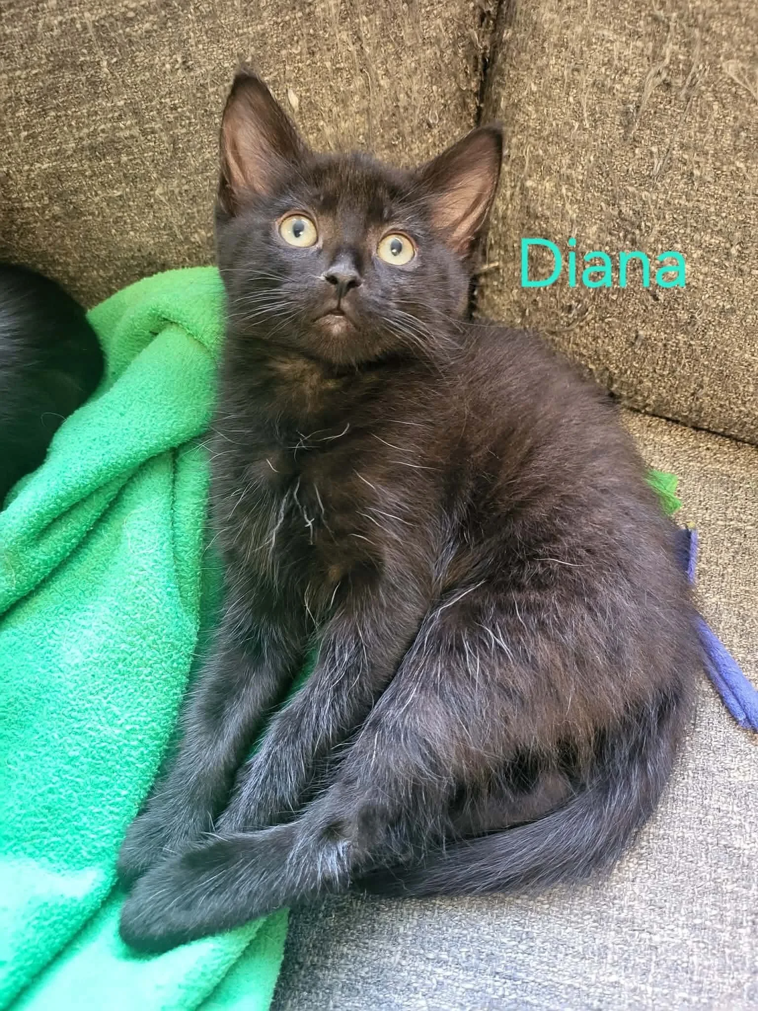 Diana 