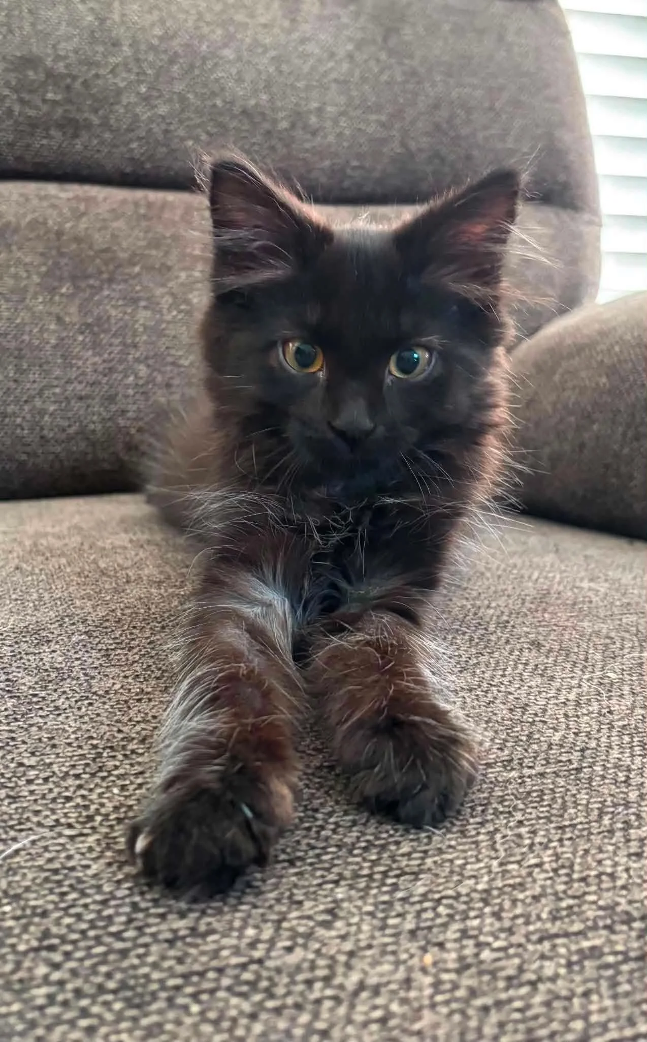 Hugo