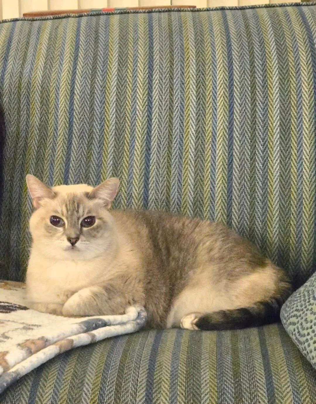 Peanut