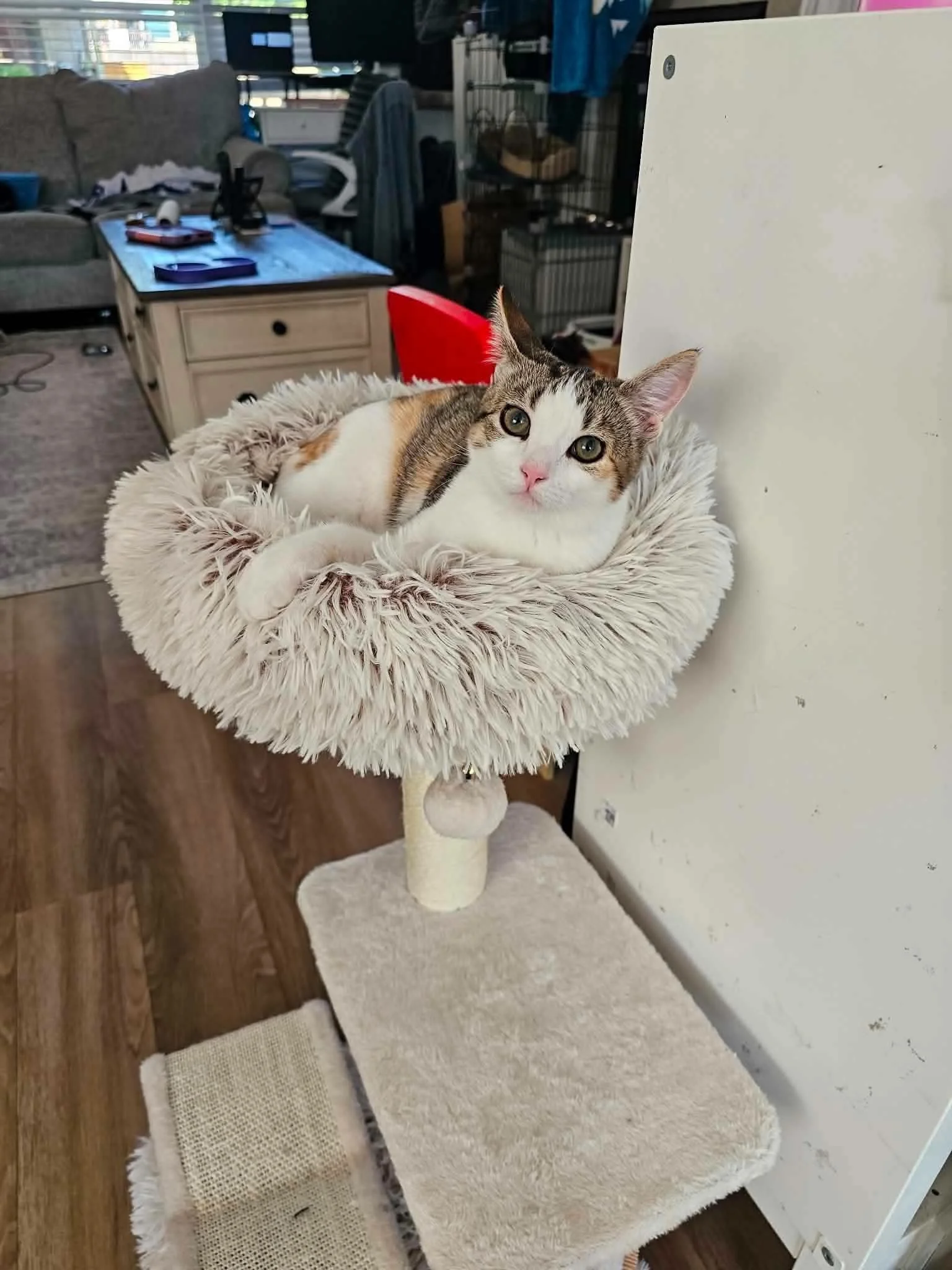 Pippa
