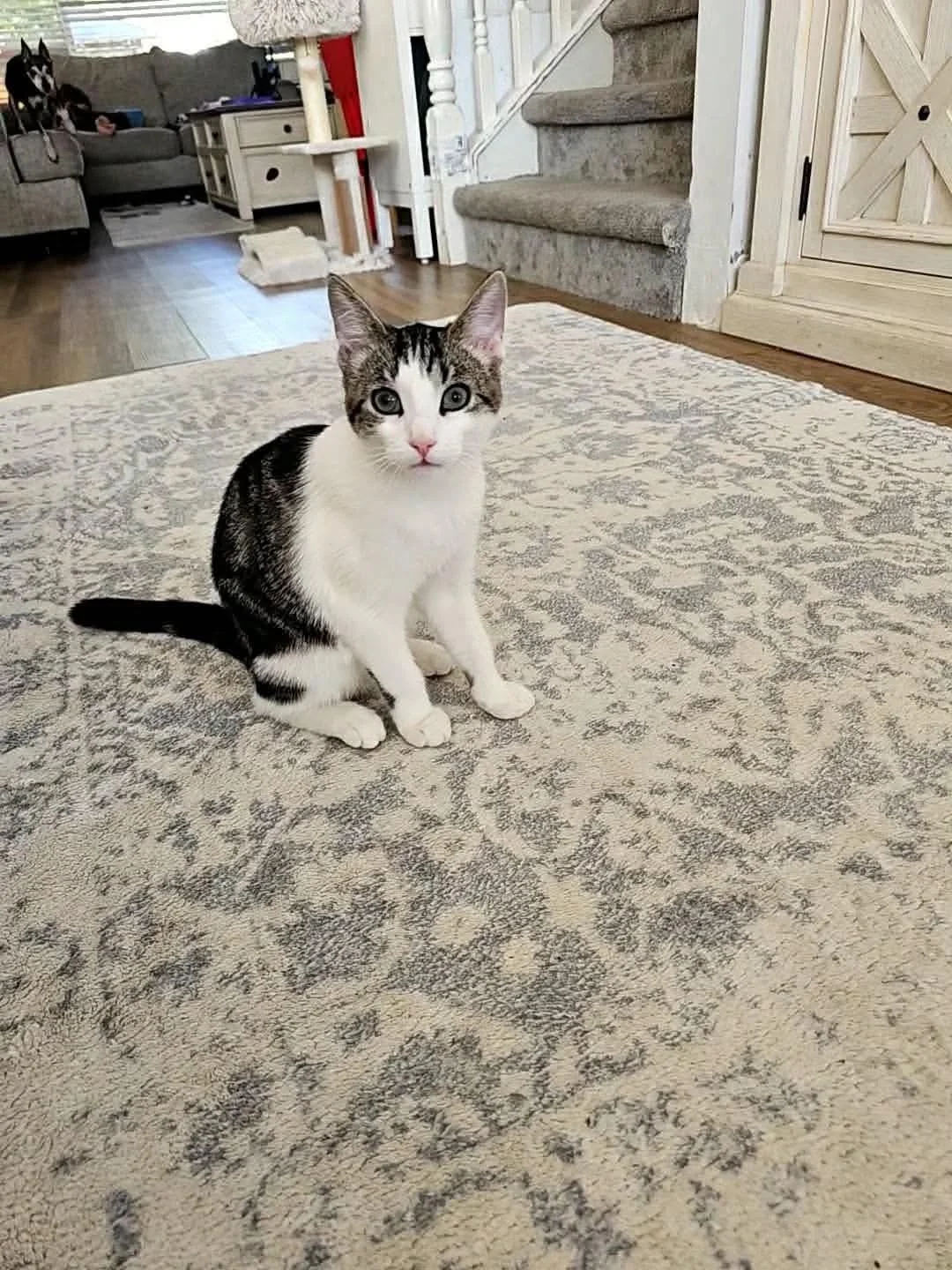 Suki