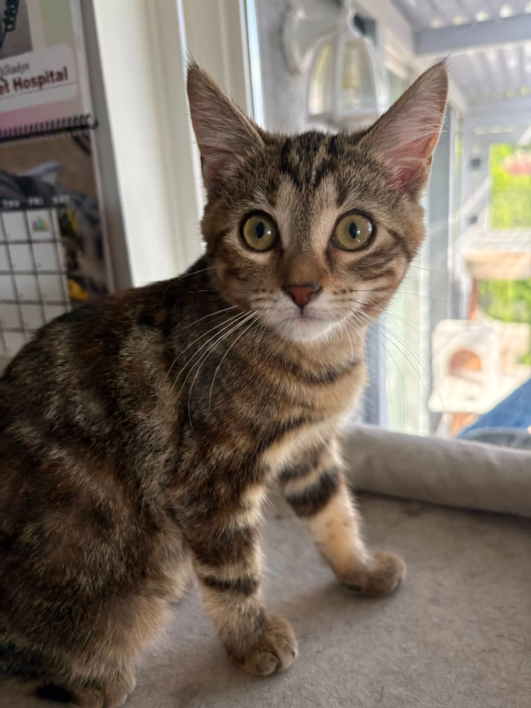 Mitsu