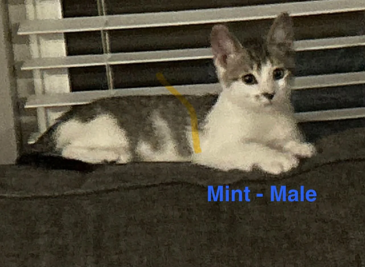 Mint