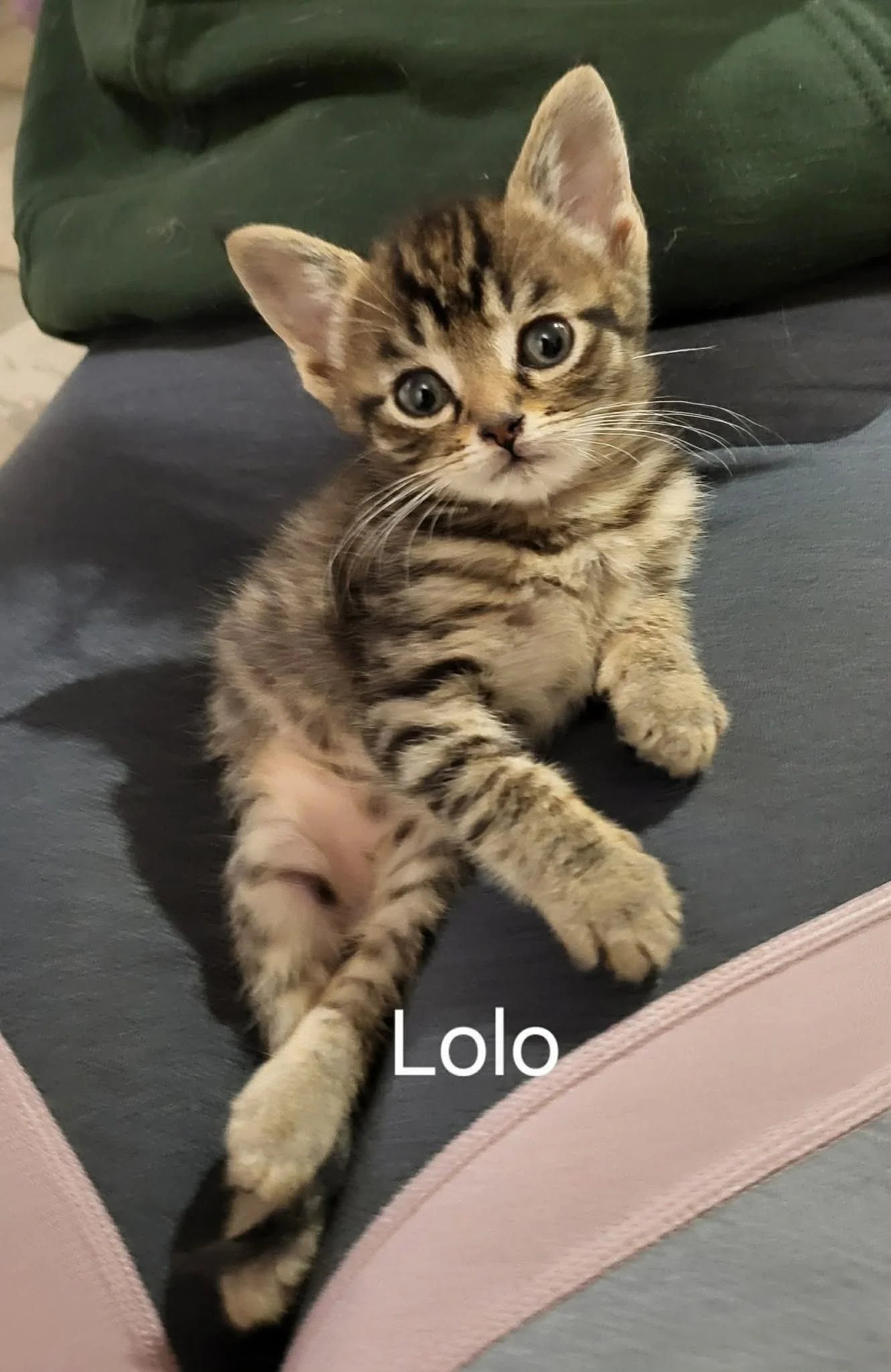 Lolo