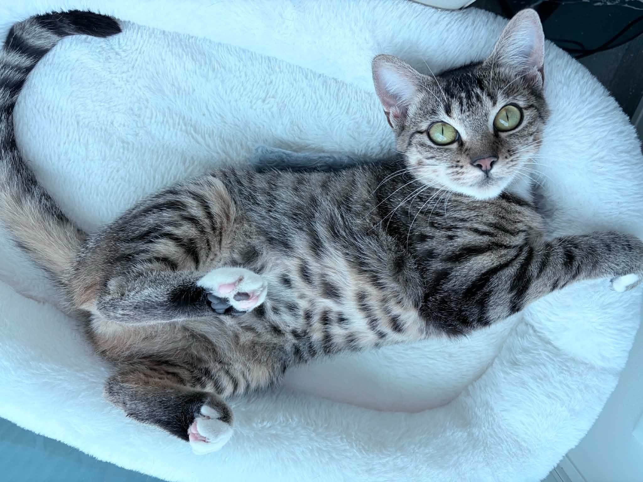 Tabby