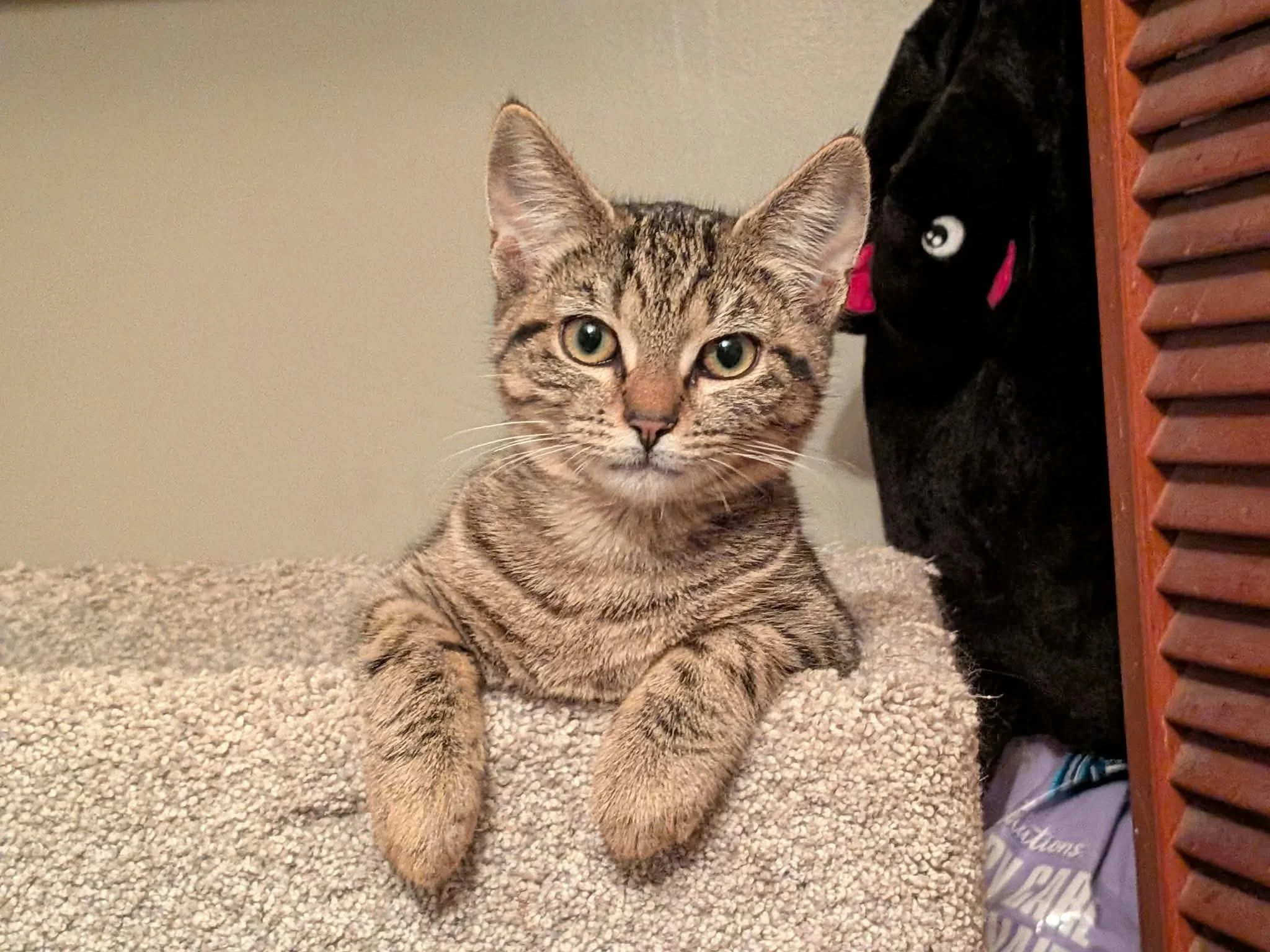 Zoe