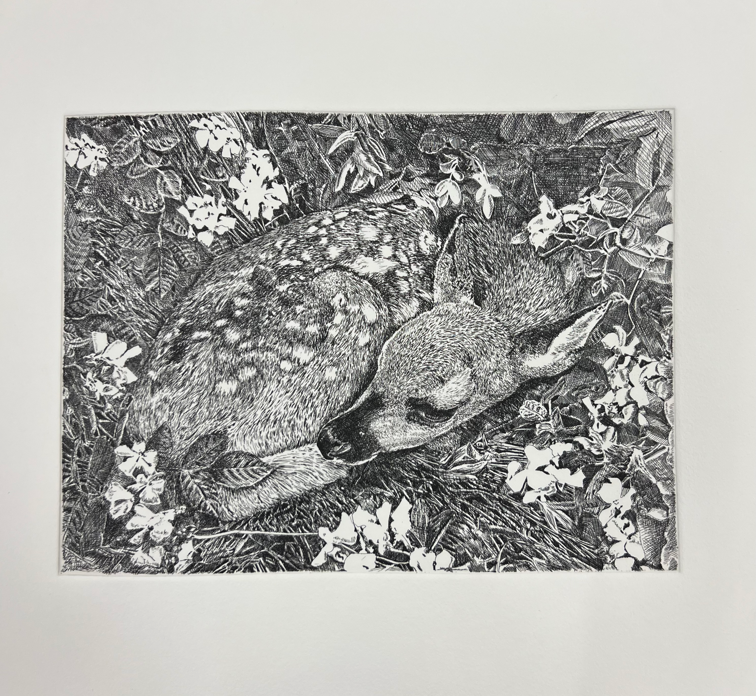 Fawn Etching