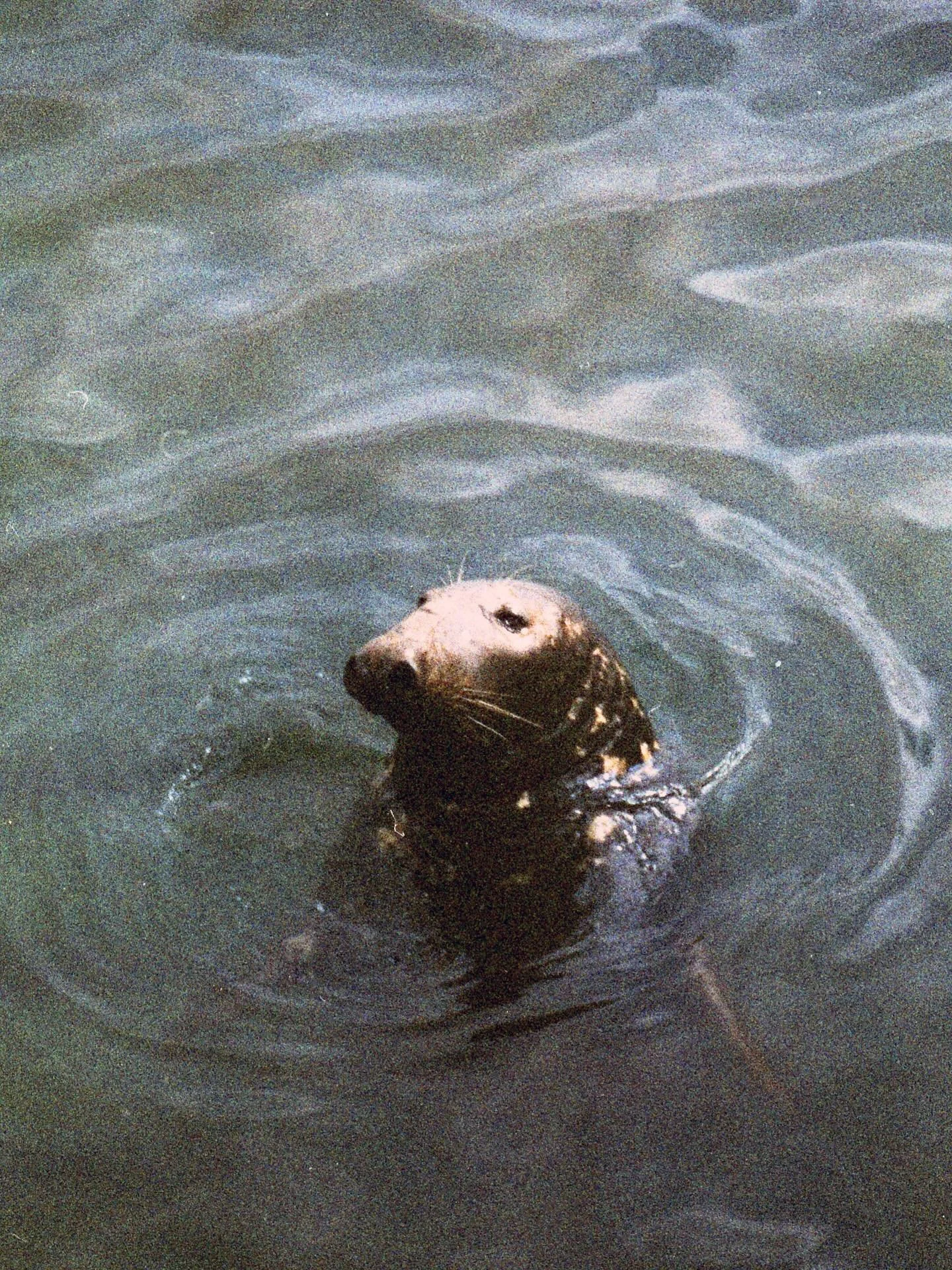 NEVER ENOUGH PT.II - some analog photos I took through the year, capturing our travels this year and fav concerts that will be forever in my memories alongside ordinary days and annual seaside camping
Thank you, ilysm @retrosplenial____ , bff4ever
.
