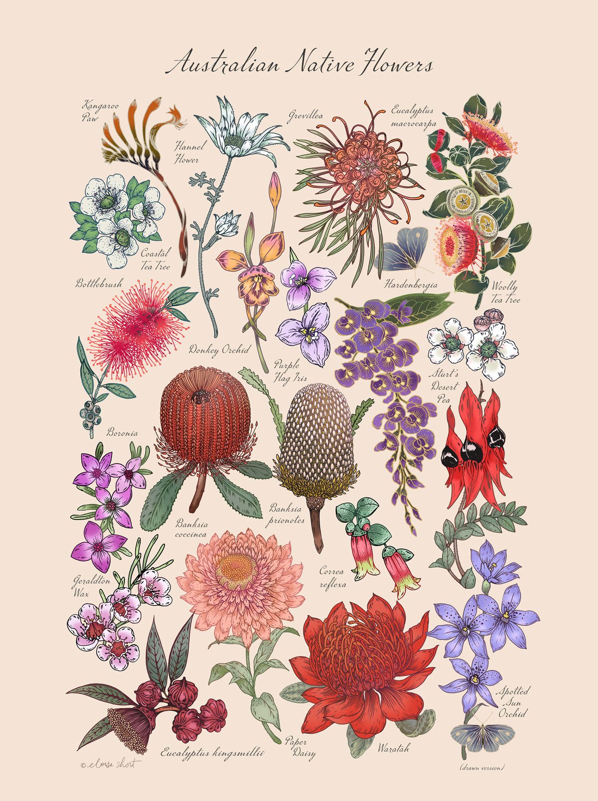 Native-flowers-drawn-Australian-print-eloise-short-feature.jpg