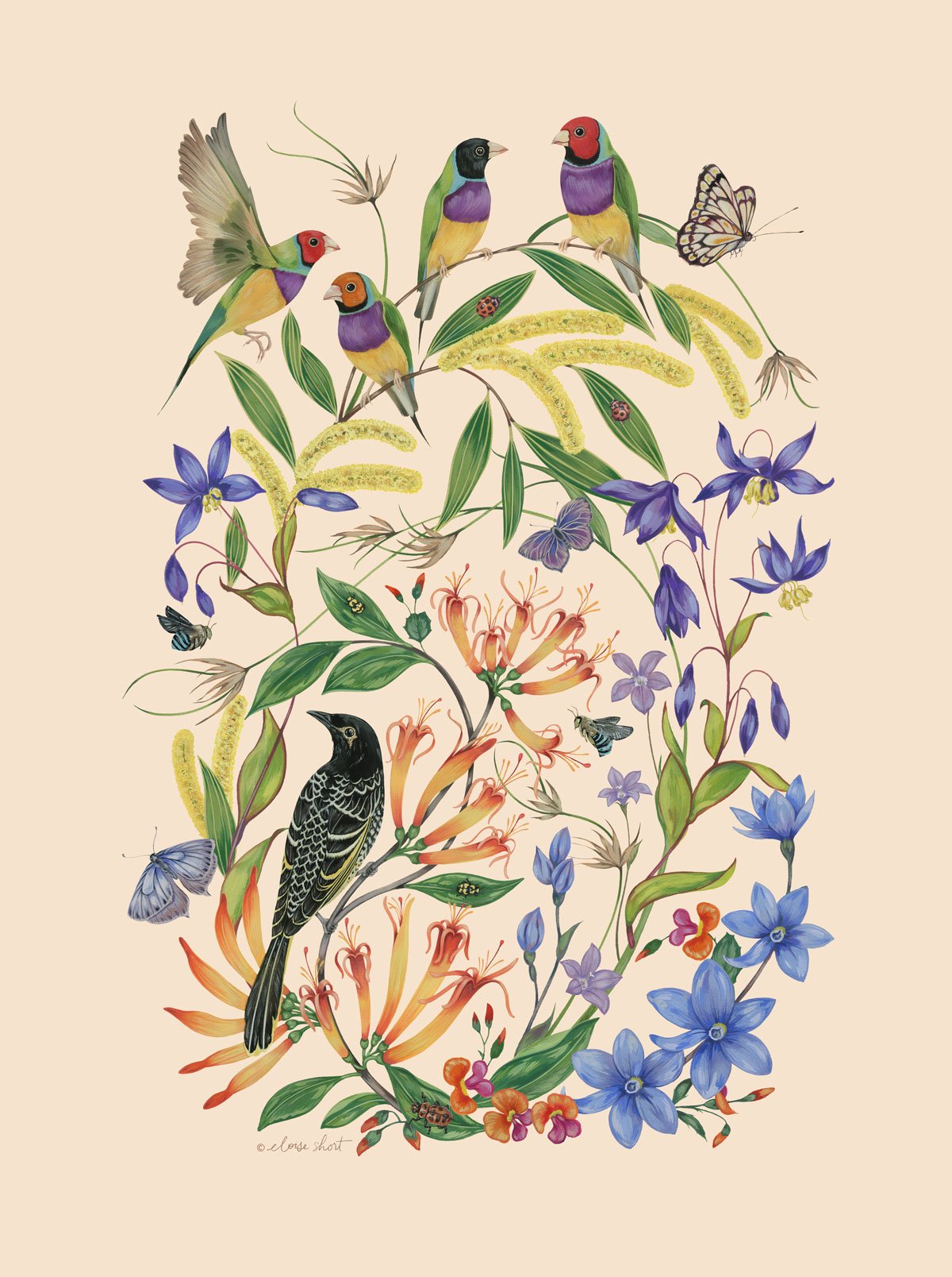 Regent-honeyeater-gouldian-finches-Australian-print-eloise-short-feature.jpg